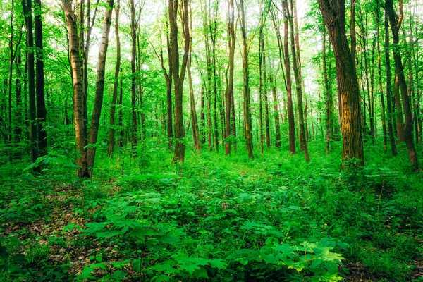 Vårskogstrær Bakgrunn Fra Naturens Grønne Sollys – stockfoto