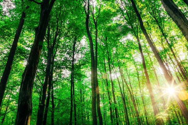 Tavaszi Erdők Természet Zöld Napfény Hátterek — Stock Fotó
