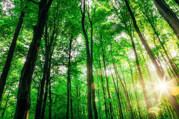 Spring Forest Trees Nature Green Wood Sunlight Backgrounds — Stock Photo, Image