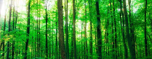 春天的森林树 自然绿木阳光背景 — 图库照片