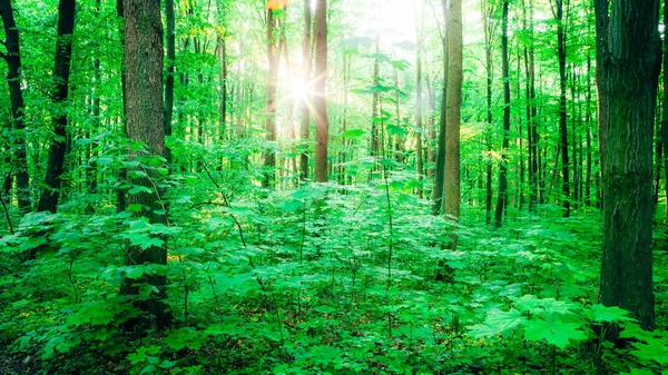 Alberi Forestali Primaverili Natura Verde Legno Luce Del Sole Sfondi — Foto Stock