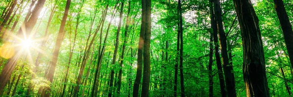 Alberi Forestali Primaverili Natura Verde Legno Luce Del Sole Sfondi — Foto Stock