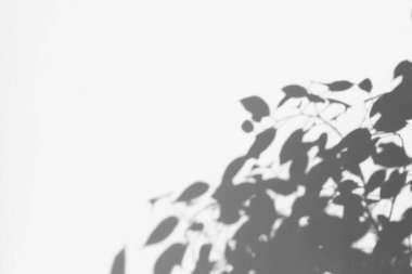 Gri arka planda yaprakları olan gölge ağacı. soyut resim