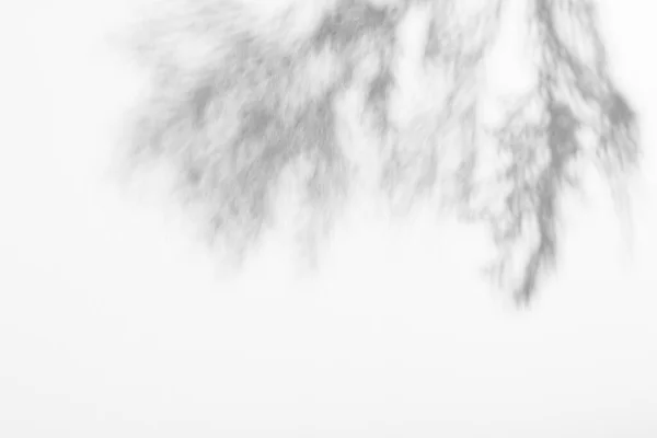 Drzewo Cieni Liśćmi Szarym Tle Abstrakcyjny Obraz — Zdjęcie stockowe