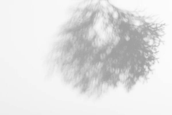 Árbol Sombra Con Hojas Sobre Fondo Gris Imagen Abstracta —  Fotos de Stock