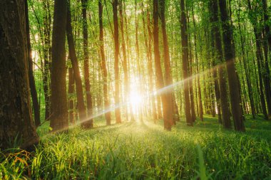 Bahar ormanı ağaçları. doğa yeşil ahşap güneş ışığı arka planı.