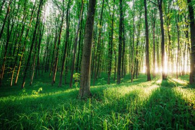 Bahar ormanı ağaçları. doğa yeşil ahşap güneş ışığı arka planı.