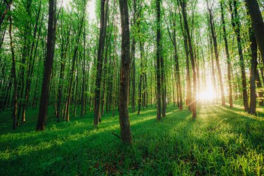 Bahar ormanı ağaçları. doğa yeşil ahşap güneş ışığı arka planı.