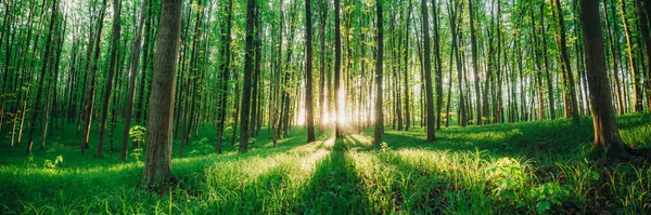 Wiosenne Drzewa Leśne Natura Zielone Drewno Sunlight Tła — Zdjęcie stockowe