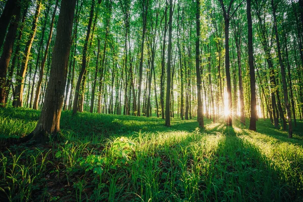 Arbres Forestiers Printemps Nature Vert Bois Lumière Soleil Milieux — Photo