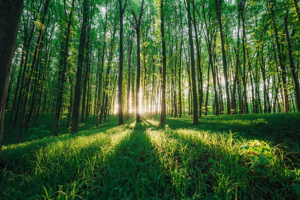 Vårskogsträd Natur Grönt Trä Solljus Bakgrunder — Stockfoto