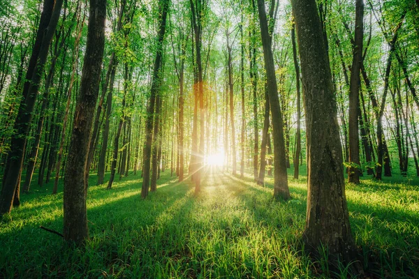 Bahar Ormanı Ağaçları Doğa Yeşil Ahşap Güneş Işığı Arka Planı — Stok fotoğraf