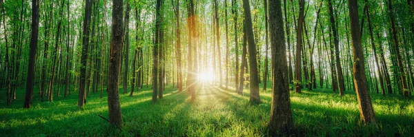 春天的森林树 自然绿木阳光背景 — 图库照片