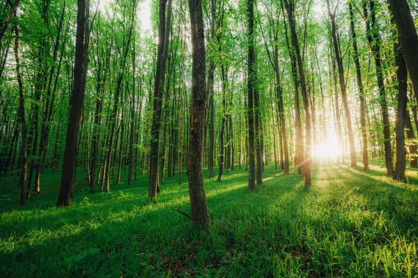 Vårskogsträd Natur Grönt Trä Solljus Bakgrunder — Stockfoto