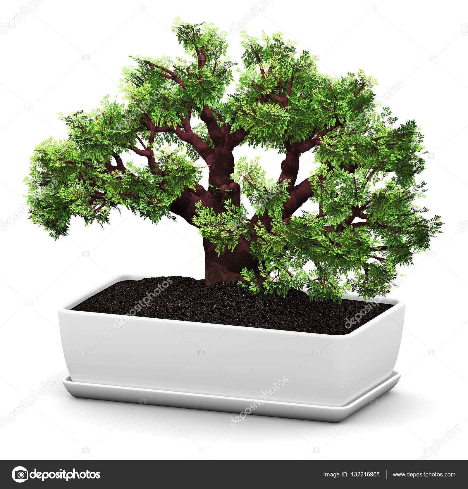 Bonsai Baobab Green Tree In Flower Pot Stock Photo By C Scanrail Bonsai Baobab Green Tree In Flower Pot Stock Photo By C Scanrail