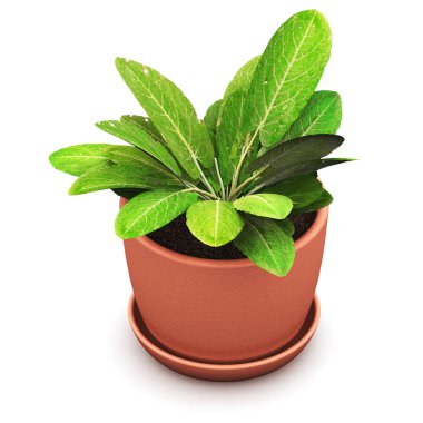 Sorrel plant in flower pot clipart