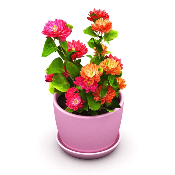 Red flowers in pot — Stock Photo, Image
