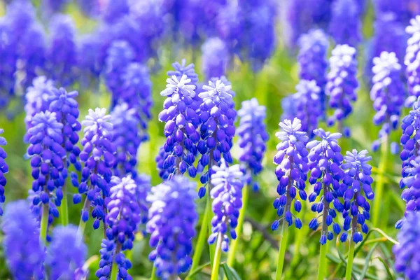 Макровзгляд на голубые цветы Мускари — стоковое фото