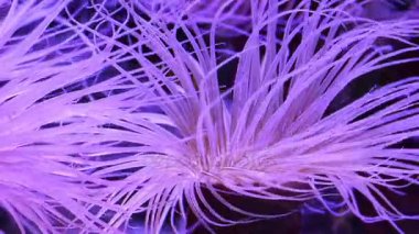 Mercan sualtı tropikal deniz