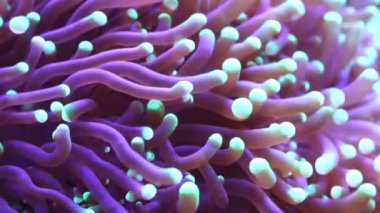 Mercan sualtı tropikal deniz