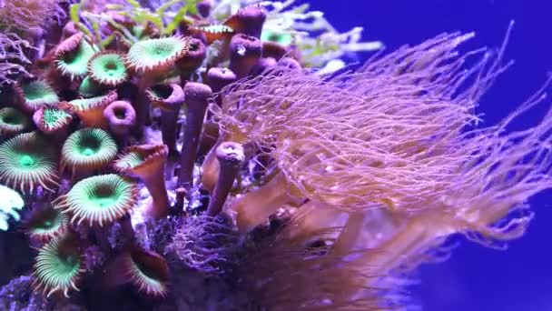 Кораллы подводного тропического моря — стоковое видео