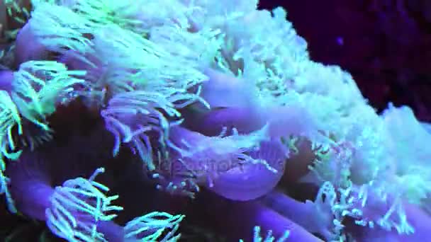 Mercan sualtı tropikal deniz — Stok video