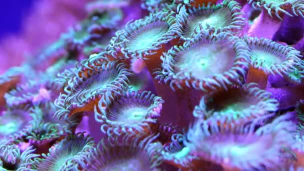 Корали в підводному тропічному морі — стокове відео