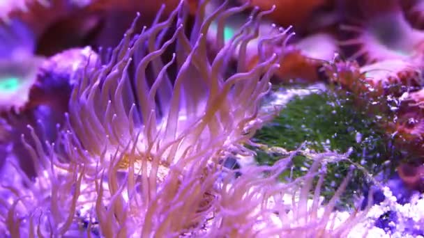 Corales en el mar tropical submarino — Vídeo de stock