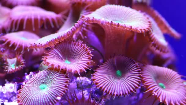 Corals in underwater tropical sea — Stock Video