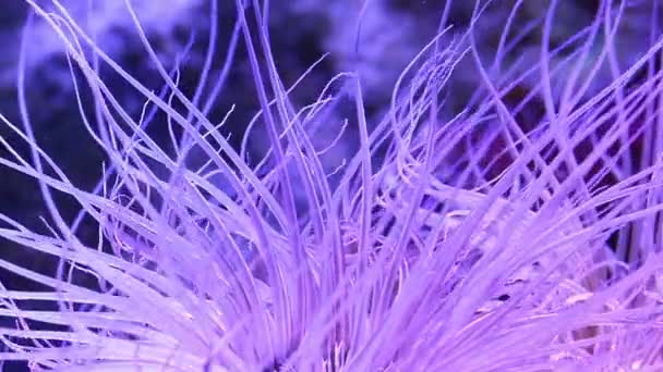 Кораллы подводного тропического моря — стоковое видео