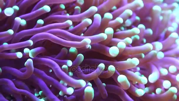 在水下的热带海洋中的珊瑚 — 图库视频影像