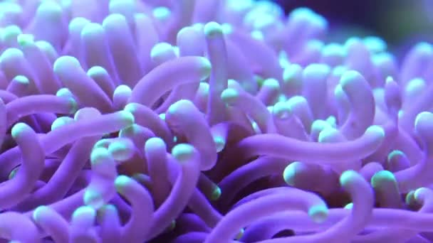 Corals in underwater tropical sea — Stock Video