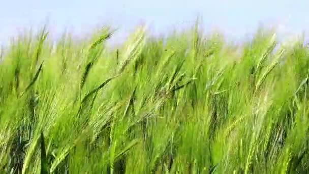 champ de blé en été