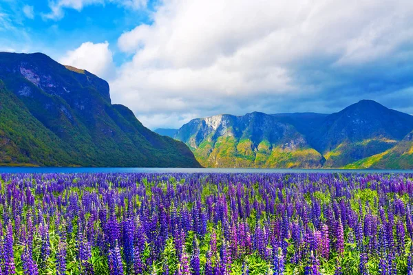 Malebná krajina fjordy v Norsku — Stock fotografie