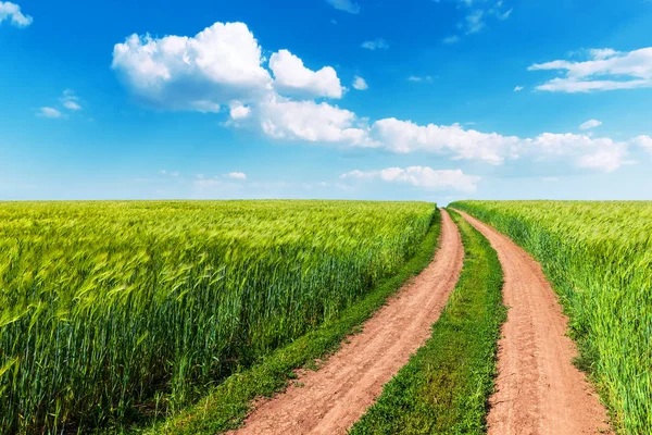 Campo de trigo, estrada sinuosa e céu azul com nuvens — Fotografia de Stock