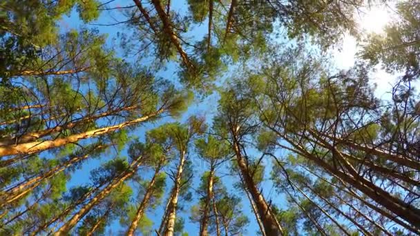 Высокий угол обзора вращающихся сосен в лесу — стоковое видео
