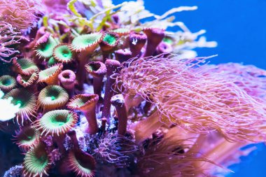 Mercan sualtı tropikal deniz