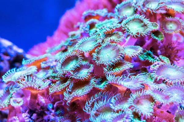 Mercan sualtı tropikal deniz