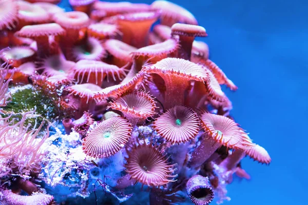 Korallok a víz alatti trópusi tenger — Stock Fotó
