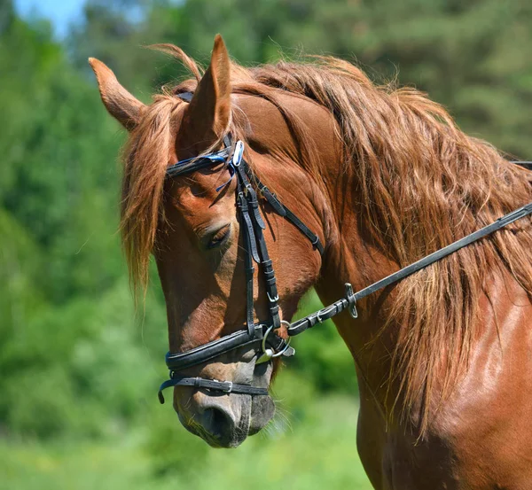 Cabeça de cavalo baia — Fotografia de Stock