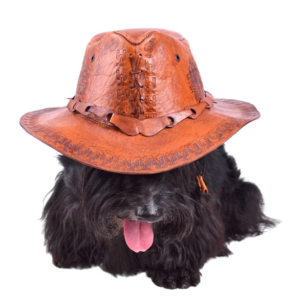 Cane in cappello da cowboy — Foto Stock