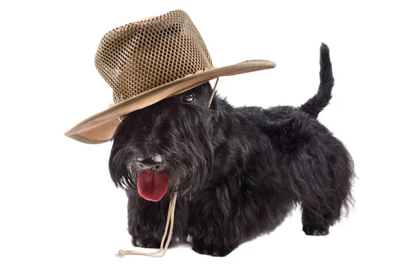 Cane in cappello — Foto Stock