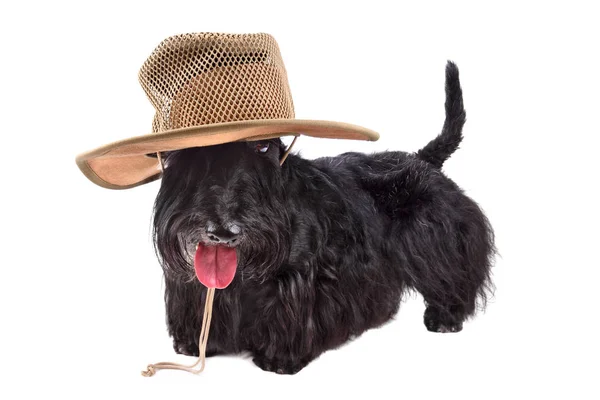 戴着帽子的狗 — 图库照片