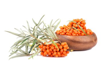 Deniz dikenli üzümleri