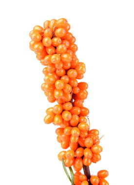 Deniz dikenli üzümleri