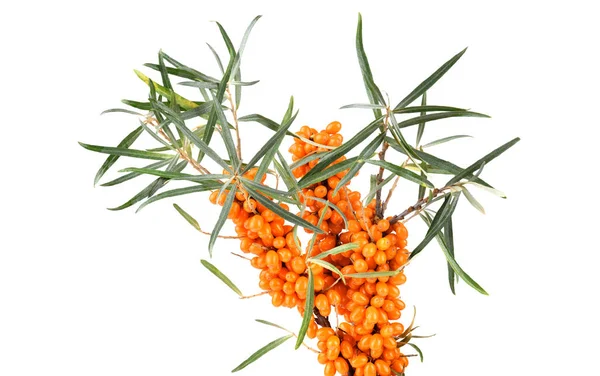 Sea buckthorn with leaves — Stock Photo, Image