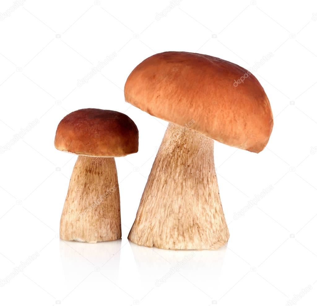 Two Brown mushrooms