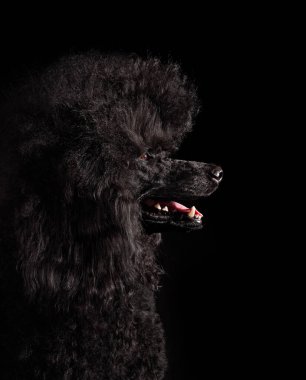 Siyah fino köpeği portresi