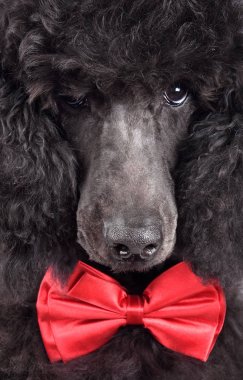 Siyah köpek yavrusu fino köpeği