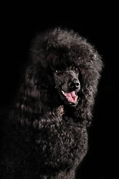 Büyük siyah kaniş